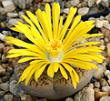 Нажмите на изображение для увеличения.

Название:	Lithops_pseudotruncatella_mundtii_C100_IMG_0928.jpg
Просмотров:	207
Размер:	88.2 Кб
ID:	381678