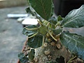 Нажмите на изображение для увеличения.

Название:	dorstenia_foetida.jpg
Просмотров:	208
Размер:	32.4 Кб
ID:	381686