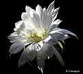 Нажмите на изображение для увеличения.

Название:	Echinopsis_subdenudatum_20070611_7.jpg
Просмотров:	146
Размер:	30.4 Кб
ID:	381688