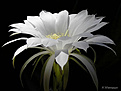 Нажмите на изображение для увеличения.

Название:	Echinopsis_subdenudatum_20070611_1.jpg
Просмотров:	146
Размер:	38.1 Кб
ID:	381689