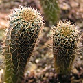 Frailea_afilanensis_02.jpg