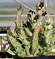 Нажмите на изображение для увеличения.

Название:	Caralluma_hesperidum_IMG_1171.jpg
Просмотров:	210
Размер:	95.4 Кб
ID:	381713