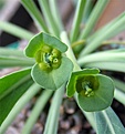Нажмите на изображение для увеличения.

Название:	Euphorbia_bupleurifolia_fl.jpg
Просмотров:	198
Размер:	27.3 Кб
ID:	381728