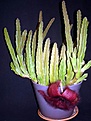 Нажмите на изображение для увеличения.

Название:	Stapelia grandiflora.jpg
Просмотров:	216
Размер:	48.1 Кб
ID:	381733