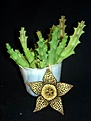 Нажмите на изображение для увеличения.

Название:	Stapelia variegata.JPG
Просмотров:	235
Размер:	39.2 Кб
ID:	381734