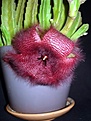 Нажмите на изображение для увеличения.

Название:	Stapelia grandiflora_.JPG
Просмотров:	246
Размер:	48.7 Кб
ID:	381735