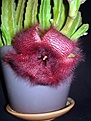 Нажмите на изображение для увеличения.

Название:	Stapelia grandiflora_.JPG
Просмотров:	215
Размер:	48.7 Кб
ID:	381735