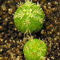 Нажмите на изображение для увеличения.

Название:	2006-06-20_Mam_blossfeldiana.jpg
Просмотров:	245
Размер:	14.0 Кб
ID:	381750