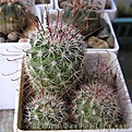 Нажмите на изображение для увеличения.

Название:	Mammillaria_angelensis_04.jpg
Просмотров:	261
Размер:	50.4 Кб
ID:	381753