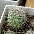 Нажмите на изображение для увеличения.

Название:	Mammillaria_angelensis_02.jpg
Просмотров:	258
Размер:	43.8 Кб
ID:	381754