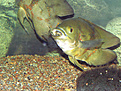 Нажмите на изображение для увеличения.

Название:	Fish.jpg
Просмотров:	240
Размер:	68.8 Кб
ID:	381779