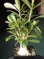 Нажмите на изображение для увеличения.

Название:	adenium_cutting.jpg
Просмотров:	178
Размер:	149.2 Кб
ID:	381788