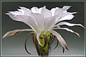 Нажмите на изображение для увеличения.

Название:	Echinopsis_subdenudatum_20070706_5a.jpg
Просмотров:	191
Размер:	38.1 Кб
ID:	381804