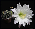 Нажмите на изображение для увеличения.

Название:	Echinopsis_subdenudatum_20070706_7a.jpg
Просмотров:	161
Размер:	41.4 Кб
ID:	381805