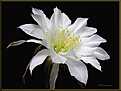 Нажмите на изображение для увеличения.

Название:	Echinopsis_subdenudatum_20070706_11a.jpg
Просмотров:	199
Размер:	37.7 Кб
ID:	381807