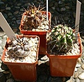 Нажмите на изображение для увеличения.

Название:	copiapoa.JPG
Просмотров:	1710
Размер:	144.4 Кб
ID:	381865