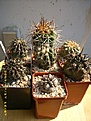 Нажмите на изображение для увеличения.

Название:	copiapoa.JPG
Просмотров:	1625
Размер:	109.7 Кб
ID:	381869
