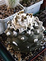 Нажмите на изображение для увеличения.

Название:	Copiapoa_barquitensis.jpg
Просмотров:	551
Размер:	56.4 Кб
ID:	381873