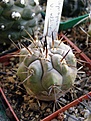 Нажмите на изображение для увеличения.

Название:	Copiapoa_cinerea_albispina.jpg
Просмотров:	635
Размер:	55.5 Кб
ID:	381874