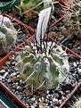 Нажмите на изображение для увеличения.

Название:	Copiapoa_dealbata_Rap139.jpg
Просмотров:	564
Размер:	73.4 Кб
ID:	381875