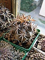 Нажмите на изображение для увеличения.

Название:	Copiapoa_dura.jpg
Просмотров:	600
Размер:	75.2 Кб
ID:	381876