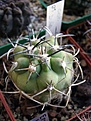Нажмите на изображение для увеличения.

Название:	Copiapoa_dura3.jpg
Просмотров:	534
Размер:	47.6 Кб
ID:	381878
