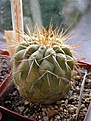 Нажмите на изображение для увеличения.

Название:	Copiapoa_haseltoniana_KK1384.jpg
Просмотров:	575
Размер:	58.7 Кб
ID:	381880