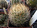 Нажмите на изображение для увеличения.

Название:	Pyrrhocactus_engleri.jpg
Просмотров:	567
Размер:	71.2 Кб
ID:	381882