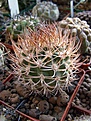 Нажмите на изображение для увеличения.

Название:	Pyrrhocactus_bulbocalyx.jpg
Просмотров:	619
Размер:	74.9 Кб
ID:	381883