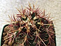 Нажмите на изображение для увеличения.

Название:	Thelocactus_bicolor.jpg
Просмотров:	251
Размер:	62.8 Кб
ID:	381916