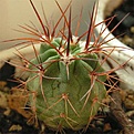 Нажмите на изображение для увеличения.

Название:	Denmosa_rhodacantha.jpg
Просмотров:	565
Размер:	31.6 Кб
ID:	381943