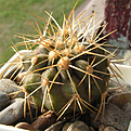 Нажмите на изображение для увеличения.

Название:	Copiapoa_gigantea_haseltoniana_WM097.jpg
Просмотров:	581
Размер:	75.3 Кб
ID:	381945
