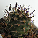 Нажмите на изображение для увеличения.

Название:	Pyrrhocactus_bulbocalyx_Lau505.jpg
Просмотров:	616
Размер:	58.1 Кб
ID:	381946