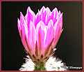Нажмите на изображение для увеличения.

Название:	Echinocereus sp.20070721_1.jpg
Просмотров:	141
Размер:	41.7 Кб
ID:	381974