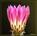 Нажмите на изображение для увеличения.

Название:	Echinocereus sp.20070721_2.jpg
Просмотров:	142
Размер:	74.1 Кб
ID:	381975