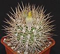 Нажмите на изображение для увеличения.

Название:	Pyrrhocactus_bulbocal600_2.jpg
Просмотров:	512
Размер:	139.2 Кб
ID:	381997