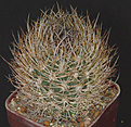 Нажмите на изображение для увеличения.

Название:	Pyrrhocactus_bulbocal600_3.jpg
Просмотров:	523
Размер:	142.0 Кб
ID:	381998
