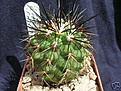 Нажмите на изображение для увеличения.

Название:	c.rupestis pm203.jpg
Просмотров:	430
Размер:	29.5 Кб
ID:	382074