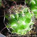 Нажмите на изображение для увеличения.

Название:	Mammillaria_blossfeldiana.jpg
Просмотров:	253
Размер:	38.5 Кб
ID:	382082