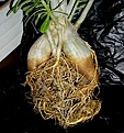 Нажмите на изображение для увеличения.

Название:	adenium_290.jpg
Просмотров:	197
Размер:	58.7 Кб
ID:	382100