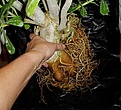 Нажмите на изображение для увеличения.

Название:	adenium_295.jpg
Просмотров:	197
Размер:	50.2 Кб
ID:	382102