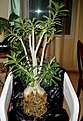 Нажмите на изображение для увеличения.

Название:	adenium_296.jpg
Просмотров:	198
Размер:	46.8 Кб
ID:	382103