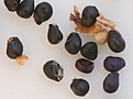 Нажмите на изображение для увеличения.

Название:	napina_seeds.jpg
Просмотров:	229
Размер:	49.6 Кб
ID:	382105
