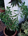Нажмите на изображение для увеличения.

Название:	adenium_100.jpg
Просмотров:	199
Размер:	54.3 Кб
ID:	382107