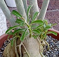 Нажмите на изображение для увеличения.

Название:	adenium_102.jpg
Просмотров:	168
Размер:	48.8 Кб
ID:	382109