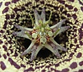 Нажмите на изображение для увеличения.

Название:	Orbea-variegata_IMG_1528.jpg
Просмотров:	205
Размер:	144.8 Кб
ID:	382116