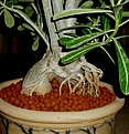 Нажмите на изображение для увеличения.

Название:	adenium_333.jpg
Просмотров:	188
Размер:	54.5 Кб
ID:	382117