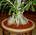 Нажмите на изображение для увеличения.

Название:	adenium_341.jpg
Просмотров:	191
Размер:	55.1 Кб
ID:	382118