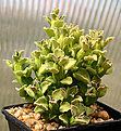 Нажмите на изображение для увеличения.

Название:	Monadenium_ellenbeckii_x_guentheri_IMG_2129.jpg
Просмотров:	208
Размер:	90.3 Кб
ID:	382120