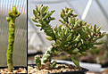 Нажмите на изображение для увеличения.

Название:	Monadenium_ellenbeckii_et_Monadenium_guentheri_IMG_2143.jpg
Просмотров:	210
Размер:	72.8 Кб
ID:	382121